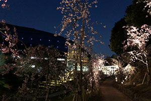 桜のライトアップ情報