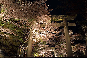 桜のライトアップ情報