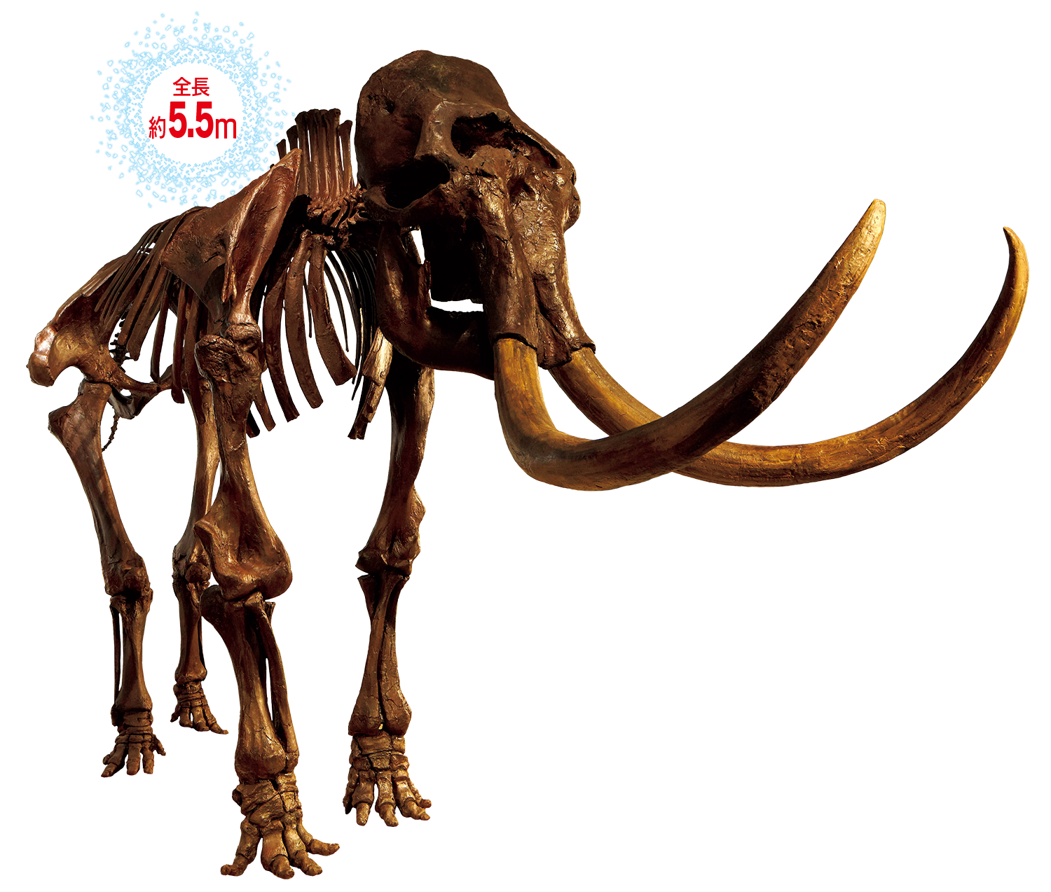 ケナガマンモス復元骨格
