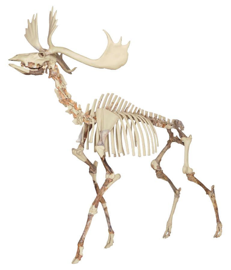 ヤベオオツノジカ全身骨格（レプリカ）