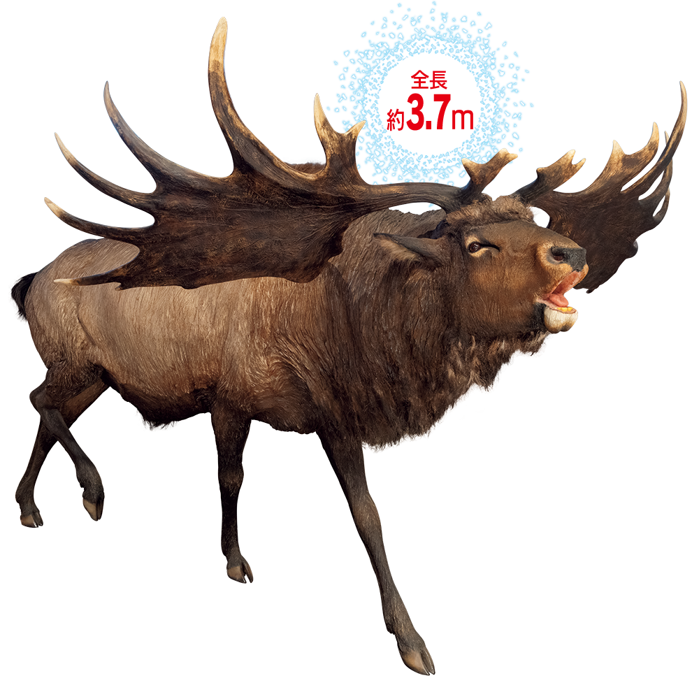 ギガンテウスオオツノジカ生体復元模型