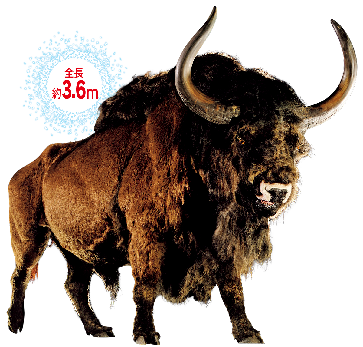 ステップバイソン生体復元模型