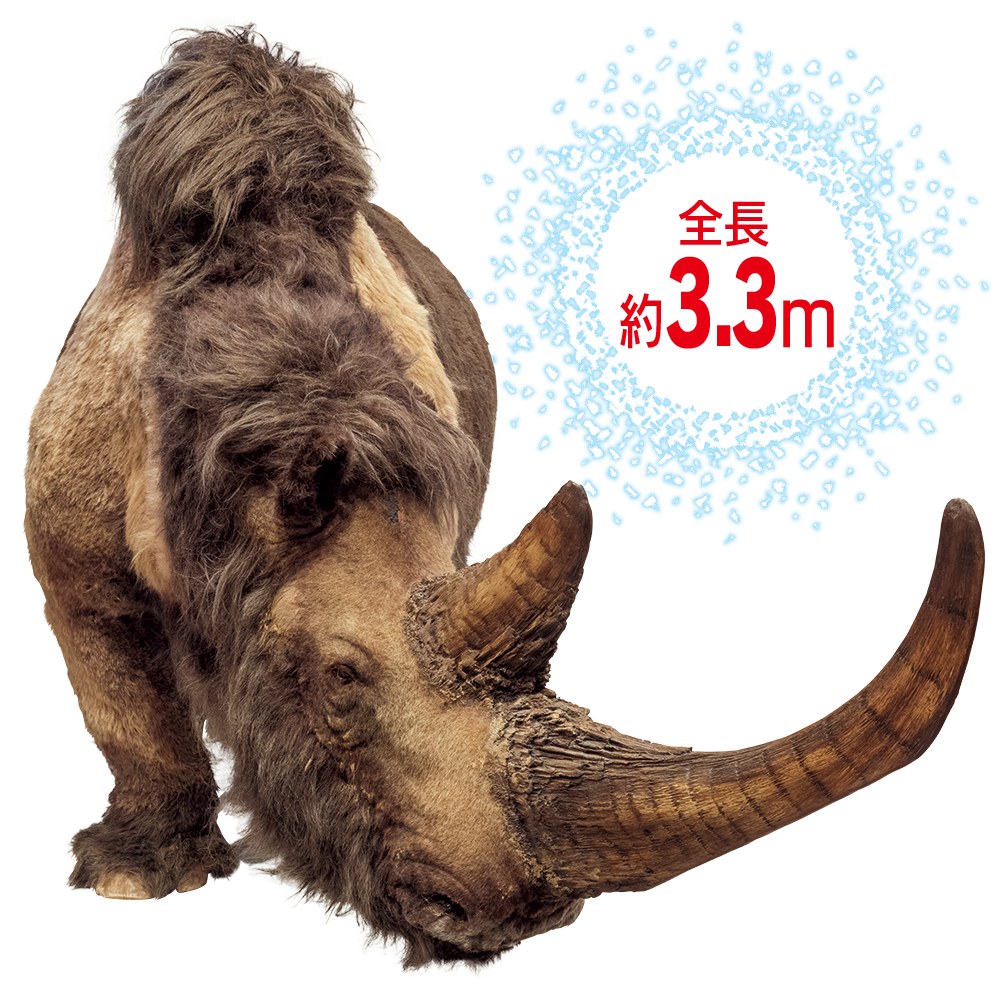 ケサイ生体復元模型