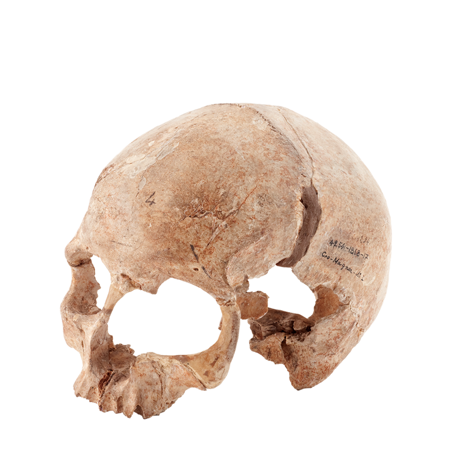 クロマニョン人頭蓋骨（クロマニョン2号）