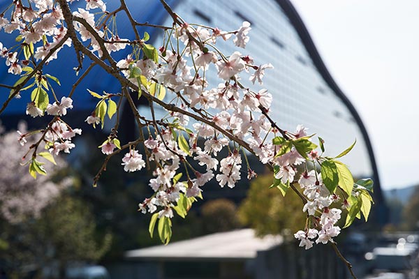 お花をさがそう