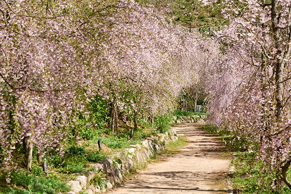 お花をさがそう