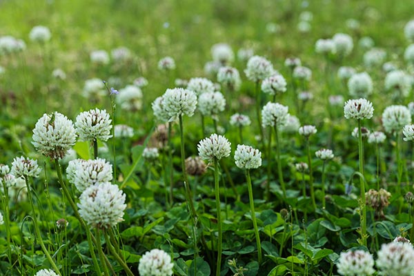 お花をさがそう