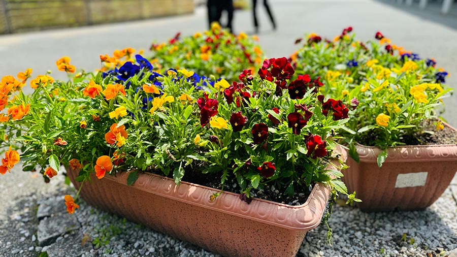 「お花をさがそう」