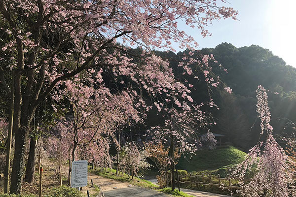 枝垂桜群